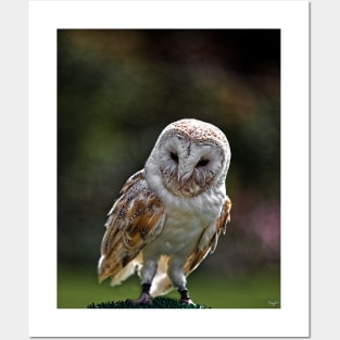 Barney, A Small but Frisky Owl Posters and Art